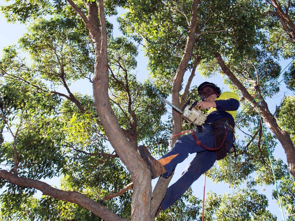 Tree Pruning Sydney